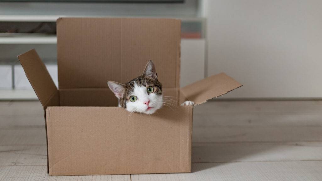 European Cat In A Delivery Box. The Concept Of Buying A New Home Or Relocation. Pet Sitting In A Cardboard Box. Looking Cat In Removal Box